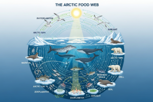 Arctic Food Web